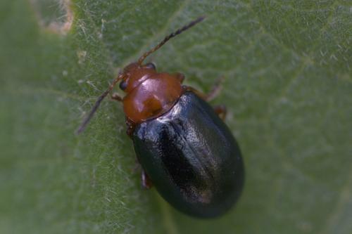 Réf. 259 518 : Podagrica fuscicornis
